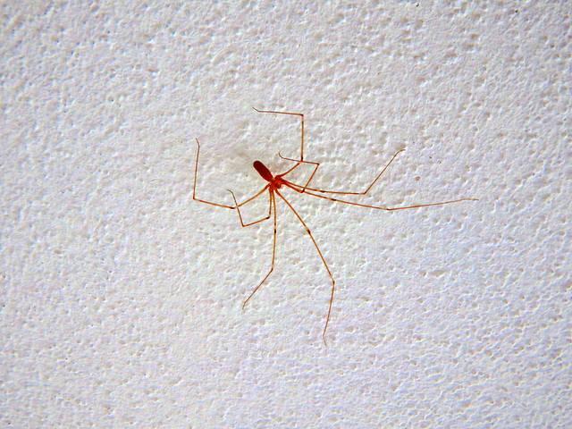 家の中に蜘蛛が出る理由は 放置しても大丈夫 蜘蛛が出やすい家の特徴と対処法 不動産売却プラザ