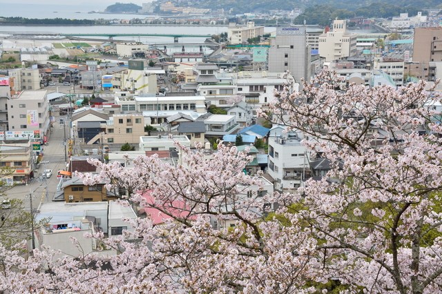 和歌山の桜の風景